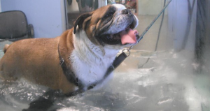 underwater treadmill