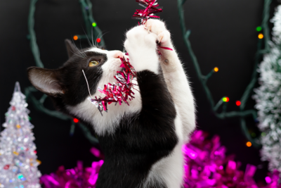 image for Holiday Safety for Pets